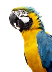 Gordijnen Ara papegaai © Vitaly Krivosheev