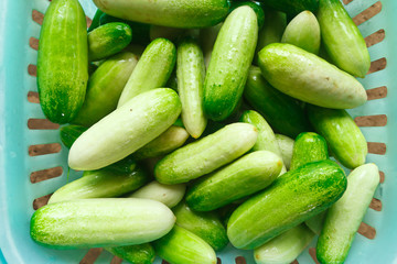 cucumber