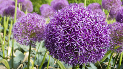 Ornamental allium flower