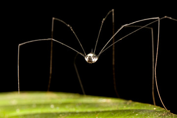 Daddy long legged spider, Borneo