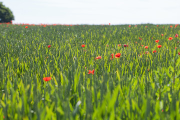 Poppies in wheat.
