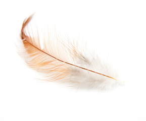 Obraz premium orange feathers on a white background