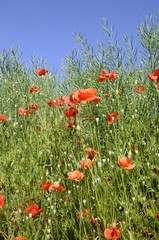 Summer field with red poppies, colza and blue sky