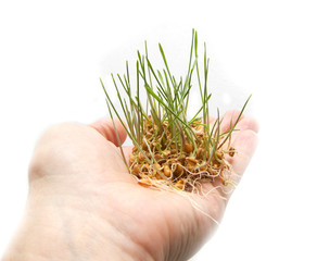 wheat seedling on the hand