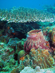 Coral reef, Borneo