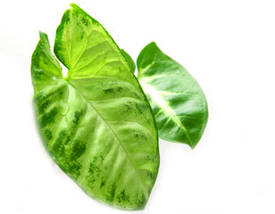 Obraz premium green leaves on white background