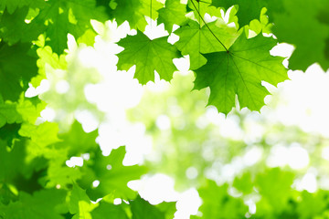 Fototapeta na wymiar Świeże zielone liście.