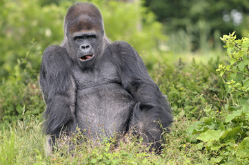 Gorille "dos argent&eacute;"