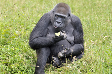 Gorille 