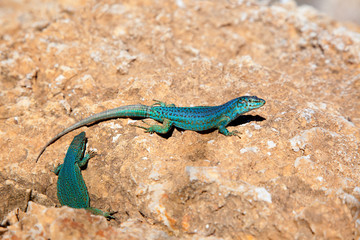 Naklejka na ściany i meble Formentera Lizard Podarcis pityusensis formenterae