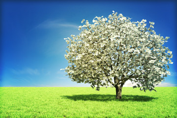 Fototapeta na wymiar Pieniądze drzewo koncepcja z miejsca na tekst lub kopia przestrzeń