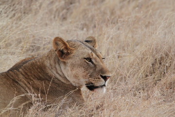lionne