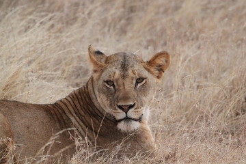 lionne