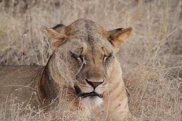 lionne