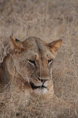 lionne
