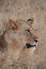 lionne