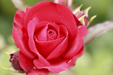 Beautiful  rose in a garden