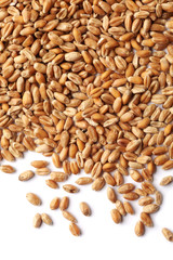 Grains of wheat