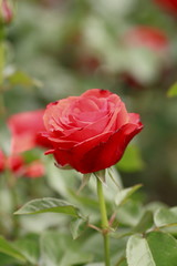 Beautiful  rose in a garden