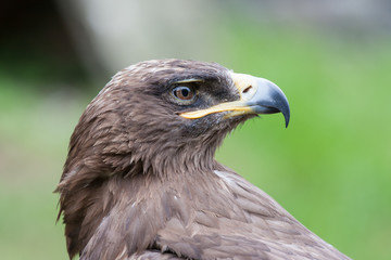 Profile of a hawk