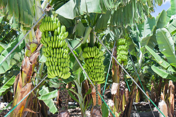 Detail of a banana plantation at La Palma