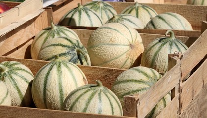 Cagettes de ' Charentais ' au marché de Provence