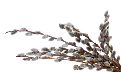 pussy-willow twigs isolated on white © Africa Studio