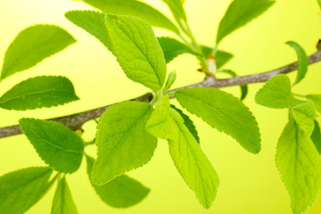 Naklejka na ściany i meble Branch with green leaves on green background