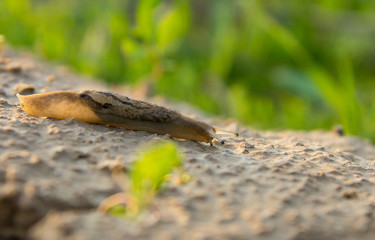 Snail on the nature in the evening. macro