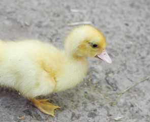 yellow duckling on the cement
