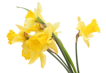 beautiful yellow daffodils isolated on white