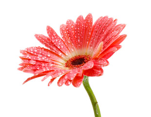 beautiful pink gerbera with drops isolated on white.