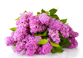 beautiful lilac flowers isolated on white.