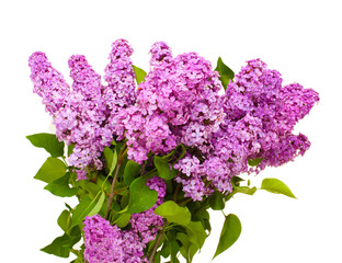 beautiful lilac flowers isolated on white.