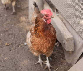 dwarf rooster on the farm