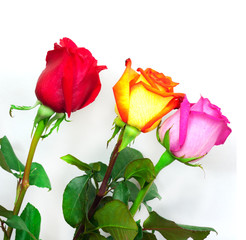 Fototapeta premium Bouquet of roses on a white background
