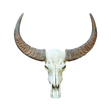 Buffalo skull isolated.