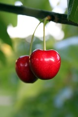 zwei frische Kirschen hängen in Kirschbaum