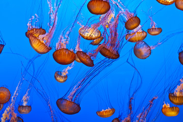 jelly fish in the blue ocean