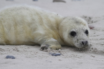 Heuler (Kegelrobbe) auf der Helgol&auml;nder D&uuml;ne