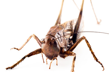 Locust on a white background
