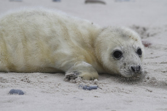 Heuler (Kegelrobbe) auf der Helgol&auml;nder D&uuml;ne