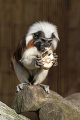 Lisztäffchen frisst einen Champignon