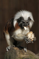 Lisztäffchen frisst einen Champignon