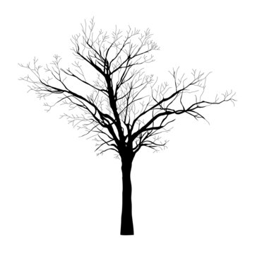 black silhouette of the tree - vector