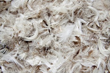 feathers, background