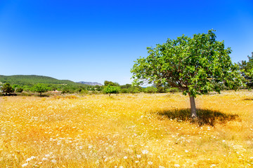 Ibiza agriculture with fig tree and wheat © lunamarina