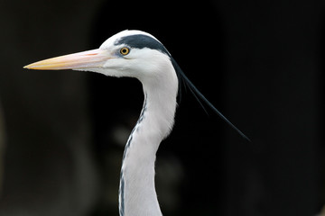 Great blue heron