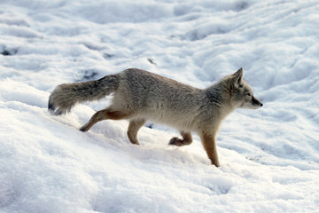 corsac fox in the snow