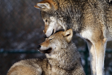 wolf love